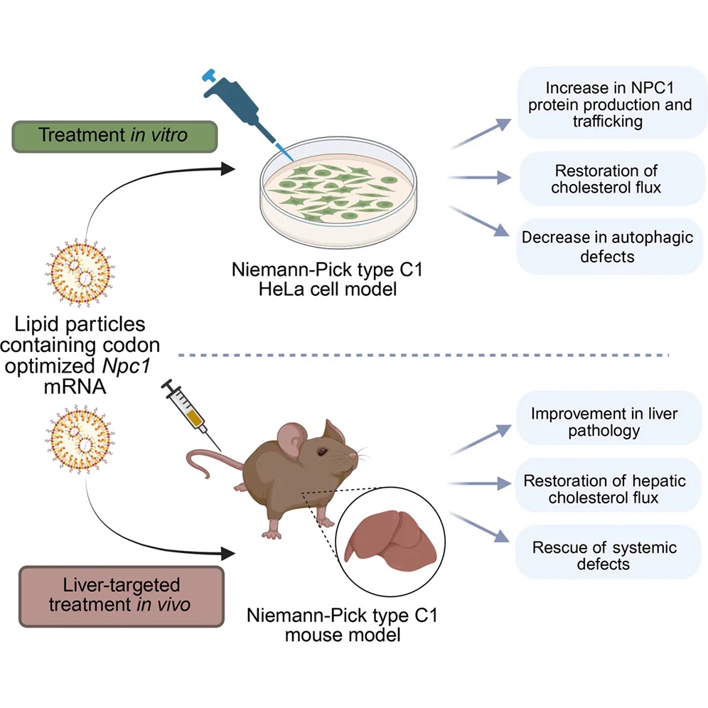 Graphical abstract of the Schultz Lab NPC1 mRNA paper